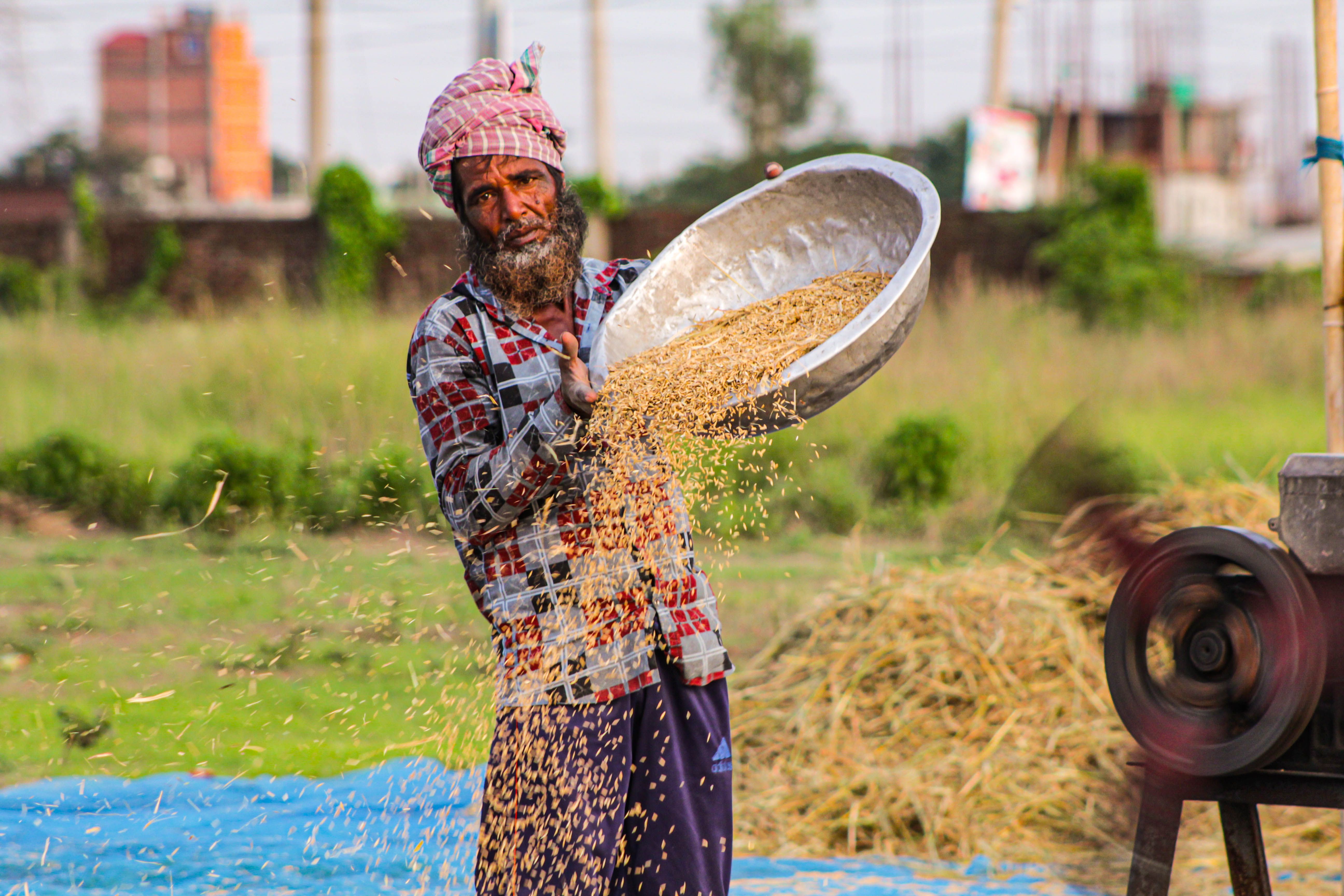 A farmer winnowing harvested grain in a field